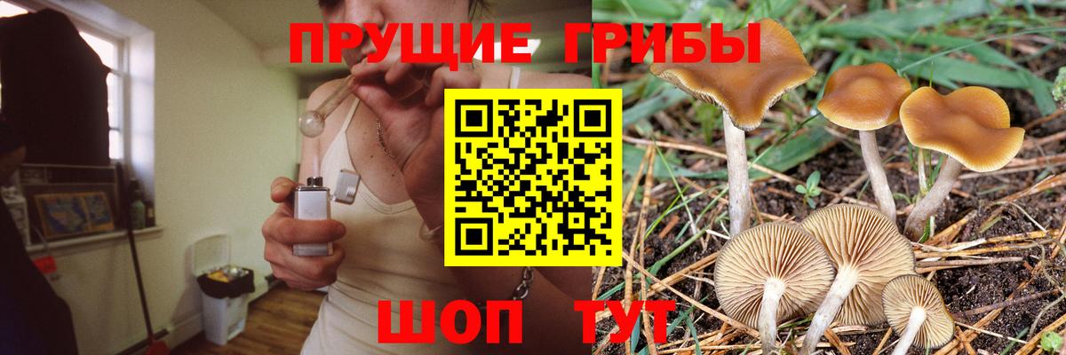Псилоцибиновые грибы Psilocybine cubensis Одинцово